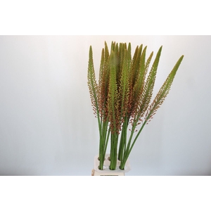 Eremurus  'Cleopatra'