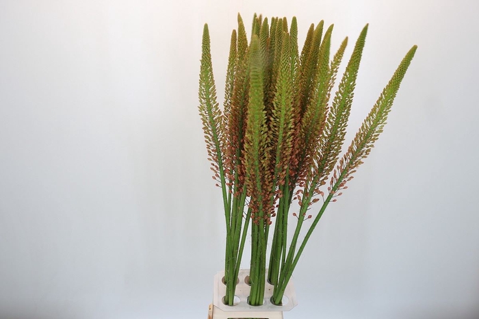 <h4>Eremurus  'Cleopatra'</h4>