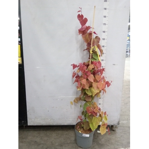 Cercis chinensis