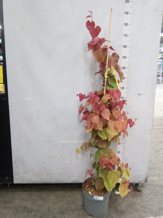 <h4>Cercis chinensis</h4>