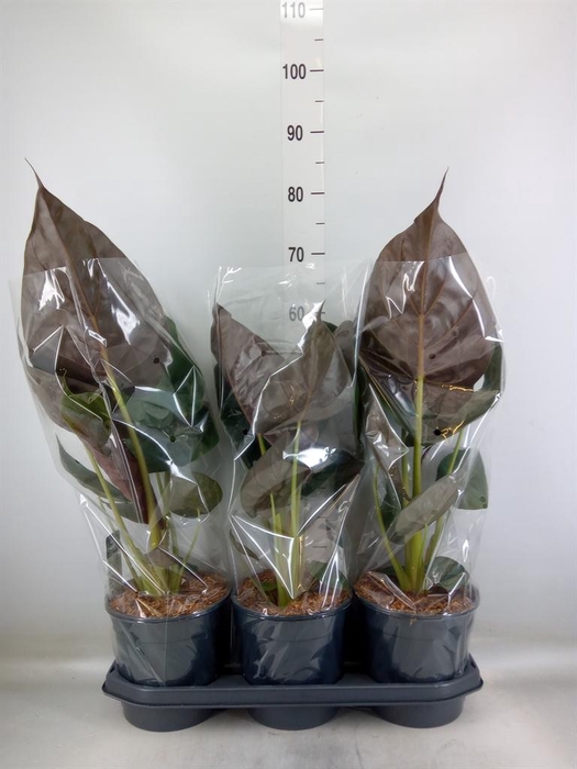 <h4>Alocasia wentii</h4>