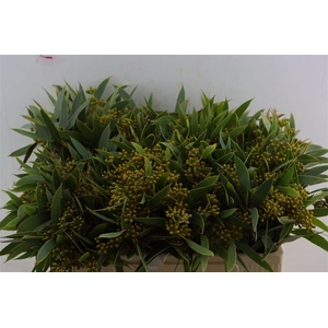 Euca Amber Nut Berry 50cm