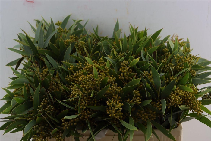 <h4>Euca Amber Nut Berry 50cm</h4>