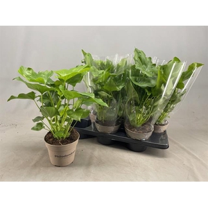 Philodendron Selloum 15Ø 40cm