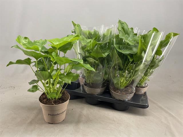 Philodendron Selloum 15Ø 40cm