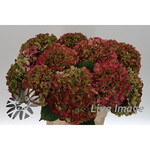 Hydrangea glowing alps classic