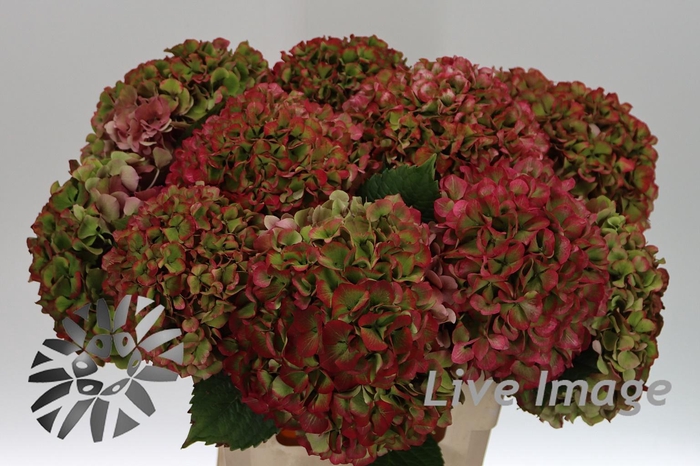 Hydrangea glowing alps classic