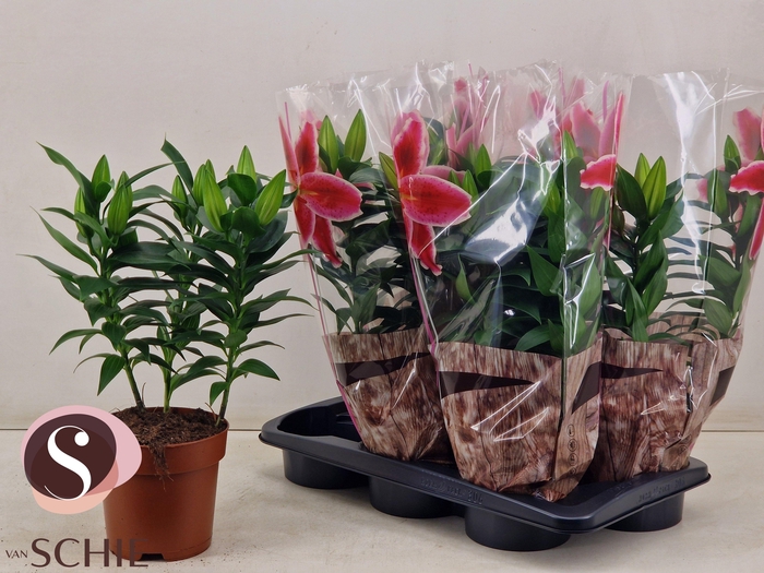 <h4>LIL OR MAGNY COURS</h4>