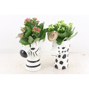 arr2 PL - Ker. zebra/giraffe mix Kalan.