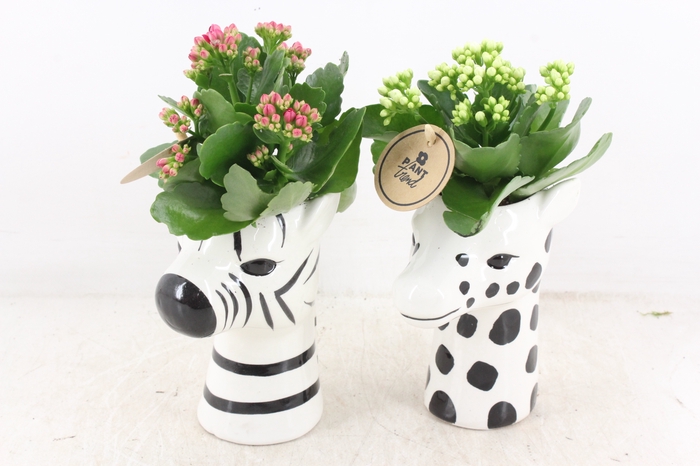 <h4>arr2 PL - Ker. zebra/giraffe mix Kalan.</h4>