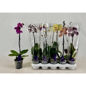 PHAL GEM