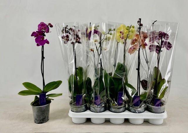 <h4>PHAL GEM</h4>