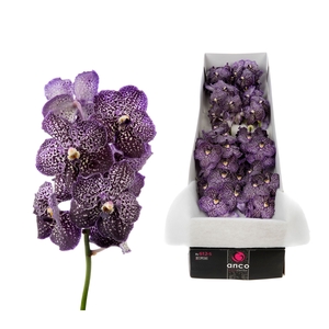 Vanda Jeff Leatham