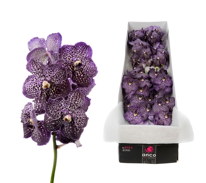 <h4>Vanda Jeff Leatham</h4>