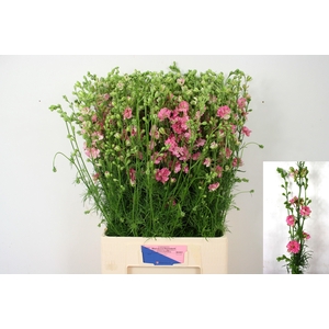 Consolida Q Rose
