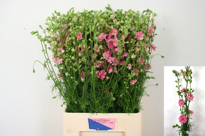<h4>Consolida Q Rose</h4>