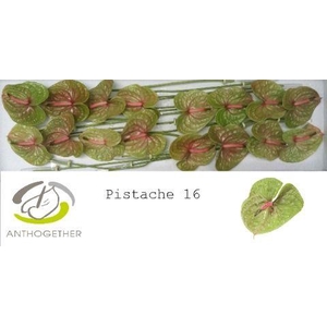 Anthurium Pistache