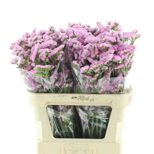 Limonium St Light Pink Birds X50