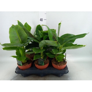 Musa  'Tropicana'