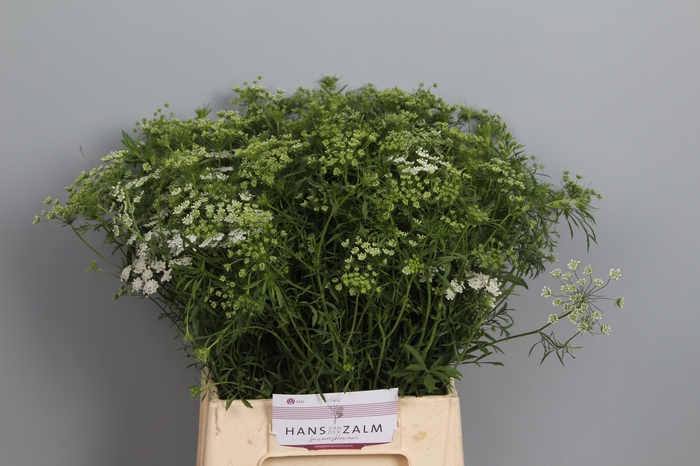 <h4>AMMI MAJUS</h4>
