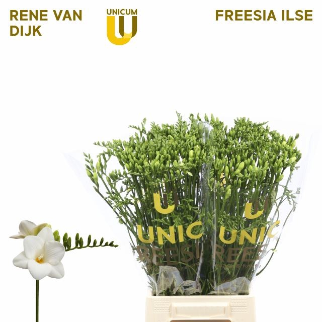 Freesia enk Ilse