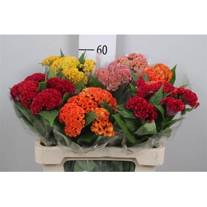 Cel C Repris Gem Fst