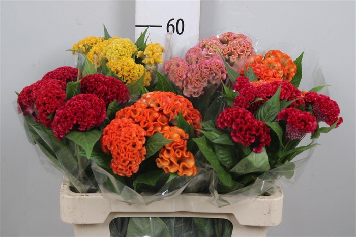 <h4>Cel C Repris Gem Fst</h4>