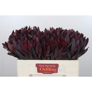 Leucadendron Saf Sunset Dark R.