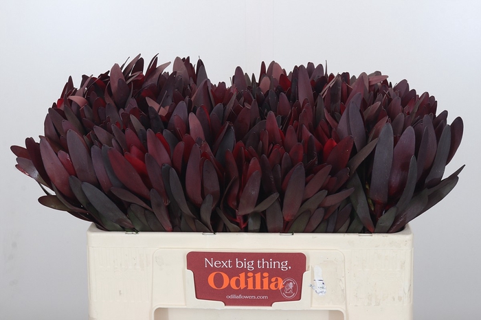 Leucadendron Saf Sunset Dark R.