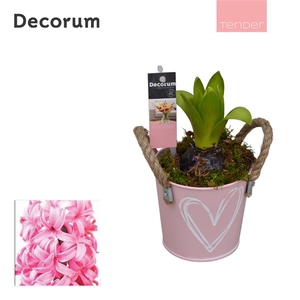Arrangementen Hyacinthus 6%