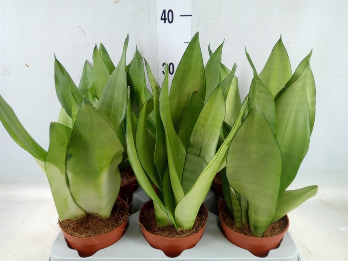 <h4>Sansevieria   ...</h4>