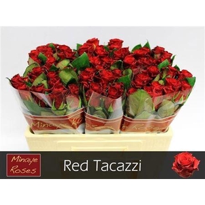 R Gr Red Tacazzi+