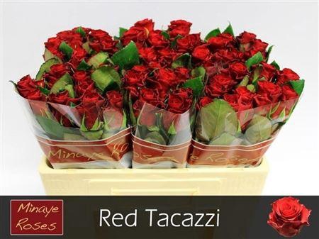 <h4>R Gr Red Tacazzi+</h4>