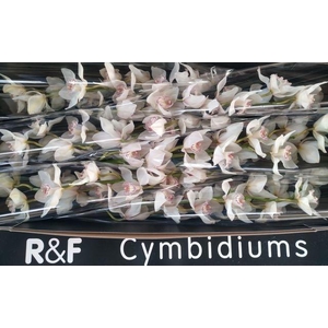 CYMB T MRS SUGAR LEE WHITE P.DS