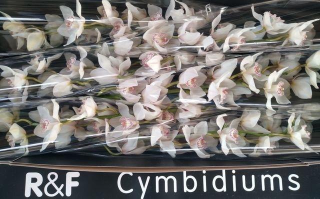 <h4>CYMB T MRS SUGAR LEE WHITE P.DS</h4>