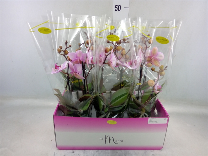 <h4>Phalaenopsis   ...rose</h4>