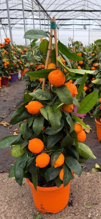 <h4>CITR MICROCARPA</h4>