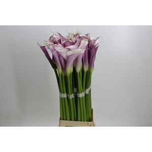 Zantedeschia Eydolls Purple White