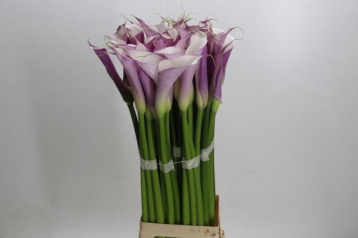 <h4>Zantedeschia Eydolls Purple White</h4>