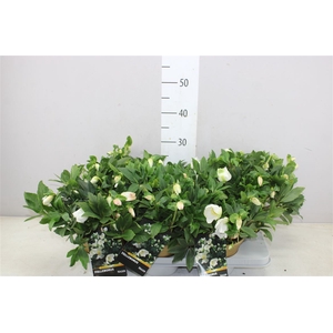 Helleborus Ni Hgc Joel 50+ Gold Colorpot