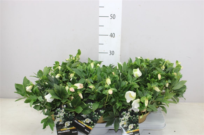 <h4>Helleborus Ni Hgc Joel 50+ Gold Colorpot</h4>