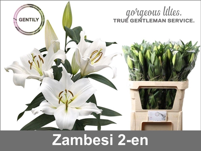 <h4>LI OT ZAMBESI</h4>