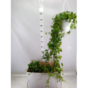 Hedera helix 'Anna'