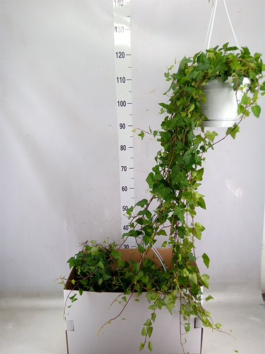 <h4>Hedera helix 'Anna'</h4>