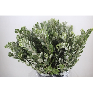 Pittosp Ralphi Leaves 400gr P Bunch