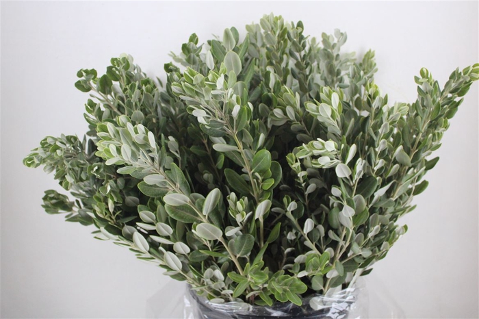 <h4>Pittosp Ralphi Leaves 400gr P Bunch</h4>