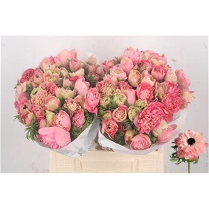 Anemone Levante Pink