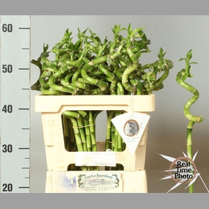 Drac Bamboo Spiraal 50 Cm
