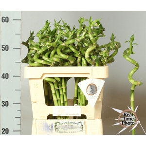 Drac Bamboo Spiraal 50 Cm