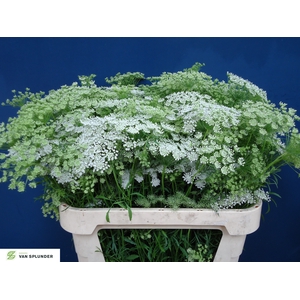 AMMI MAJUS